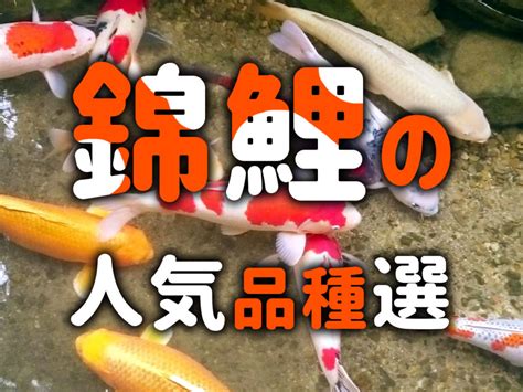 紅白鯉魚|錦鯉の種類 人気品種は？錦鯉の違い・見分け方を徹底解説！ 